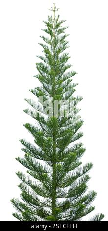 Pin Norfolk isolé sur blanc Banque D'Images