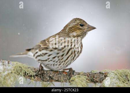Finch femelle de Cassin (Carpodacus cassinii) Banque D'Images
