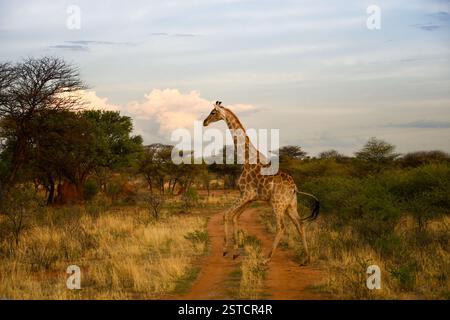 Grace in Motion : girafe sauvage en cours d'exécution sur les plaines africaines Banque D'Images