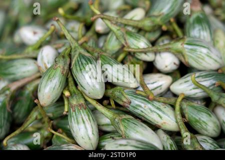 Un grand tas de petites aubergines thaïlandaises fraîches avec des rayures vertes et blanches distinctes, empilées pour la vente sur un marché alimentaire local. Banque D'Images