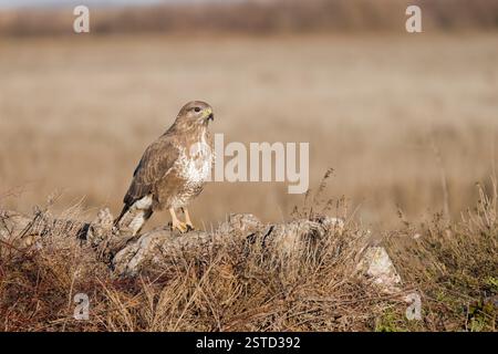Buzzard commun en Espagne en hiver Banque D'Images