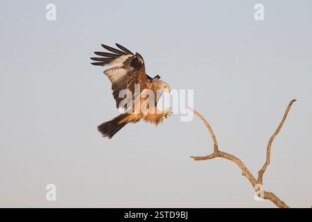 Red Kite en vol en Espagne Banque D'Images