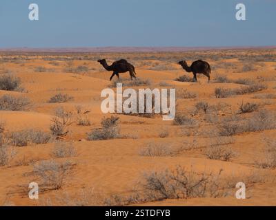 Deux chameaux en course dans le sable orange du désert du Sahara Banque D'Images