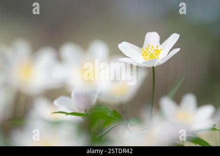 Anémone de bois (Anemone nemorosa) gros plan de fleurs, photographiées sous un angle bas pour enregistrer celles au premier plan floues, lamelles de bouleau. Banque D'Images