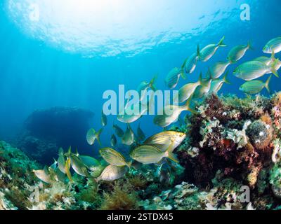 école de poissons nageant dans l'océan, les poissons sont principalement jaunes et argentés, l'eau est claire et bleue Banque D'Images