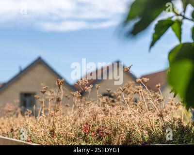 sedum toit de vie vert sur la maison Banque D'Images