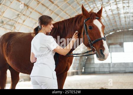 Utilisation d'un stéthoscope. Médecin féminin en manteau blanc est avec cheval sur une écurie. Banque D'Images