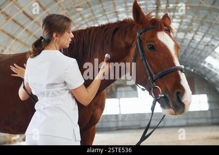 Écoute en utilisant le stéthoscope. Médecin féminin en manteau blanc est avec cheval sur une écurie. Banque D'Images