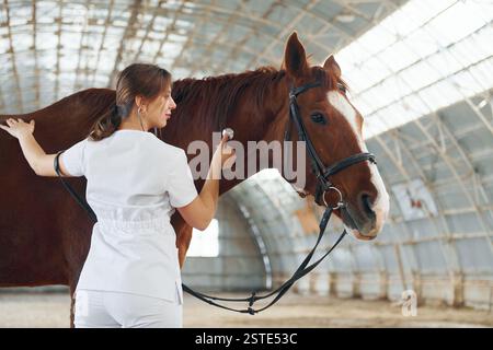 Écoute en utilisant le stéthoscope. Médecin féminin en manteau blanc est avec cheval sur une écurie. Banque D'Images