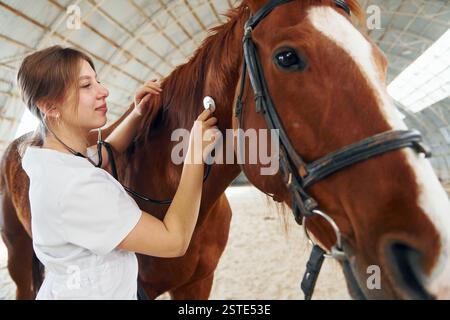 Écoute en utilisant le stéthoscope. Médecin féminin en manteau blanc est avec cheval sur une écurie. Banque D'Images