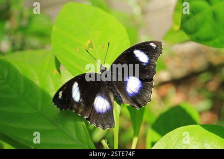 Bolina Hypolimnas ou papillon Blue Moon avec motifs de points modifiables sur un feuillage vert éclatant Banque D'Images