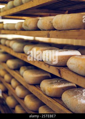 Des rangées de fromages Mahon-Minorque vieillis, chacun marqué pour son authenticité, mûrissent sur des étagères en bois, mettant en évidence le processus traditionnel de fabrication du fromage Banque D'Images
