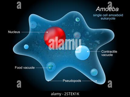 Amibe avec pseudopodes, noyau, vacuole contractile, autres organites. Anatomie d'une amibe protée avec titres. Illustration vectorielle pour l'étude de Sci Illustration de Vecteur