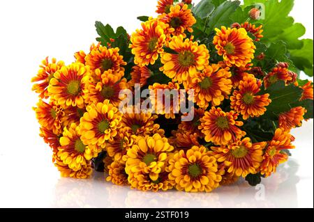 Daisy de fleuristes Banque D'Images