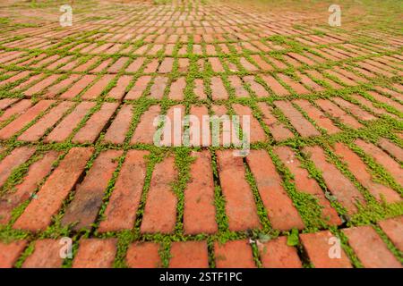 Pavés de briques soulignés par Green plants poussant entre Banque D'Images