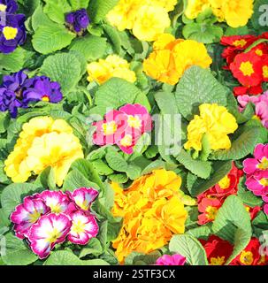 fond de nombreuses fleurs primroses au printemps avec des feuilles vertes Banque D'Images