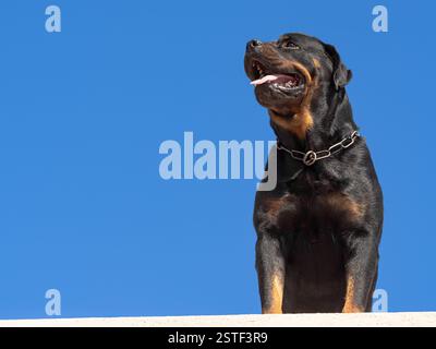 Un grand chien noir, rottweiler, sur le fond du ciel bleu Banque D'Images