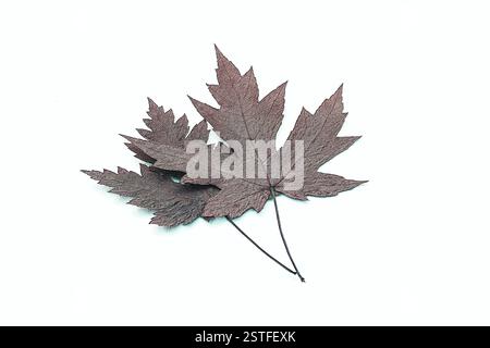 Feuilles d'automne sur un fond blanc Banque D'Images