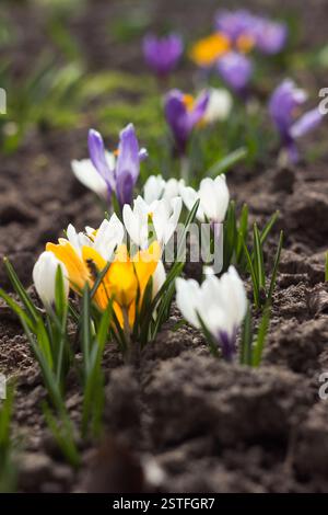 Des crocus blancs, violets et jaunes poussent dans le jardin. Certaines des premières fleurs de printemps brillantes fleurissent, fond Banque D'Images