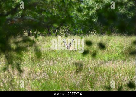 Cerf roux, Cervus elaphus, cerf en herbe longue aperçu à travers les arbres. Écosse juillet Banque D'Images