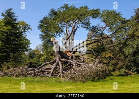 Île de Wight, Royaume-Uni - 3 mai 2023 un arbre déraciné après de forts vents dans les jardins à Osborne House - l'ancienne résidence de la reine Victoria I, locat Banque D'Images