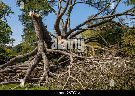 Île de Wight, Royaume-Uni - 3 mai 2023 un arbre déraciné après de forts vents dans les jardins à Osborne House - l'ancienne résidence de la reine Victoria I, locat Banque D'Images