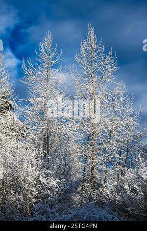 La neige couvrait des arbres feuillus délicats en hiver contre le ciel sombre Banque D'Images