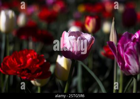 Délicate tulipe rose sur le fond de tulipes rouges, blanches et oranges de différents types. Les fleurs de printemps fleurissent un jour ensoleillé. Banque D'Images