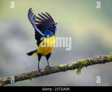 Tanager de montagne à capuche (Buthraupis montana) décollant d'une perche, près de Manizales, Colombie Banque D'Images