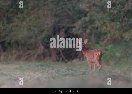 beau jeune cerf dans une prairie mangeant de l'herbe fraîche Banque D'Images