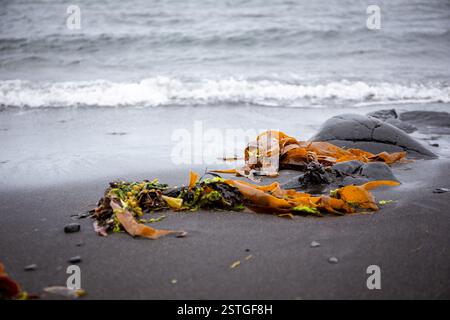 Des algues humides orange et vertes et du varech ont échoué sur la plage volcanique de sable noir dans le nord de l'Islande. Banque D'Images