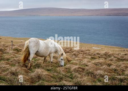 Cheval islandais paissant dans les prairies de la péninsule de Vatnsnes dans le nord de l'Islande avec paysage marin en arrière-plan. Banque D'Images