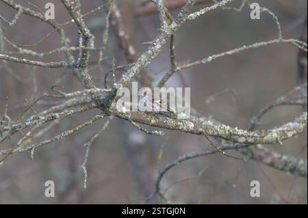 Siskin eurasien perché sur une branche Banque D'Images