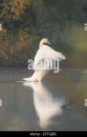 Impressionnant cygne muet adulte de profil déployant ses ailes avec une lumière dorée Banque D'Images
