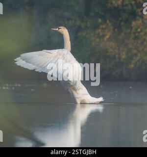Impressionnant cygne muet adulte de profil déployant ses ailes Banque D'Images