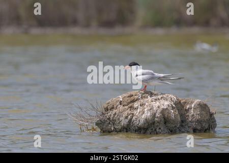 sterne perchée sur un rocher Banque D'Images