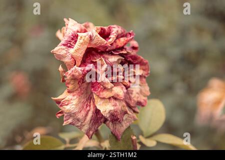 Rose rose-orange à sec à l'automne vue latérale sur le jardin. Fleur en automne automne triste humeur. Fleur de rose fanée. Banque D'Images