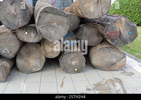 Grumes de bois Banque D'Images