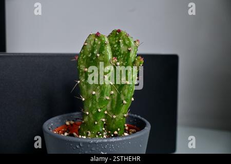 Une plante de cactus de barbarie (opuntia maxima) en pot avec des gouttes d'eau Banque D'Images