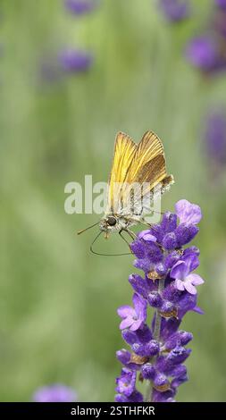 Grand skipper (Ochlodes venatus), ramassant le nectar d'une fleur de lavande commune (Lavandula angustifolia), gros plan, macro photographie, Wilnsdorf, Banque D'Images