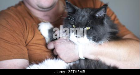 Une personne tenant un chat noir et blanc moelleux, montrant de l'affection Banque D'Images