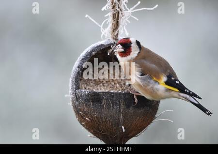 Goldfinch, Goldfinch, (Carduelis carduelis) mange des graines de tournesol d'une noix de coco Banque D'Images