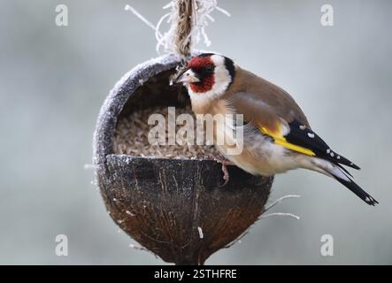 Goldfinch, Goldfinch, (Carduelis carduelis) mange des graines de tournesol d'une noix de coco Banque D'Images