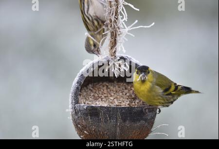 Siskin, (Spinus spinus) mange des graines de tournesol d'une noix de coco Banque D'Images