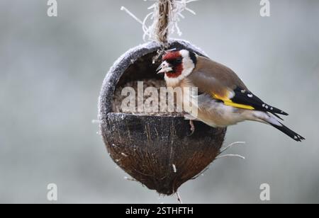 Goldfinch, Goldfinch, (Carduelis carduelis) mange des graines de tournesol d'une noix de coco Banque D'Images