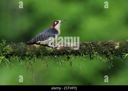Pic mâle à joues noires (Melanerpes pucherani) sur une branche, Costa Rica, Amérique centrale Banque D'Images