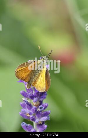 Grand skipper (Ochlodes venatus), ramassant le nectar d'une fleur de lavande commune (Lavandula angustifolia), gros plan, macro photographie, Wilnsdorf, Banque D'Images