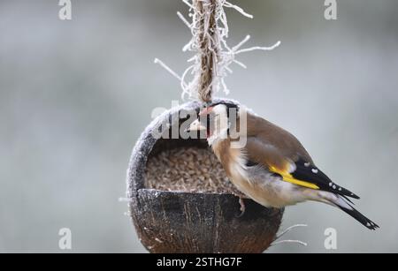 Goldfinch, Goldfinch, (Carduelis carduelis) mange des graines de tournesol d'une noix de coco Banque D'Images