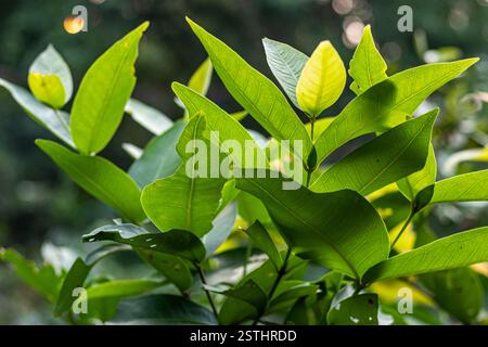 Plante de pomme rose Semarang. La pomme Java est un arbre à feuilles persistantes qui produit des fruits rouges comestibles. Les fruits sont alternativement connus sous le nom de pommes de cire Banque D'Images