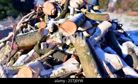 Gros tas de bois de bouleau gros plan. L'arbre est coupé en bûches. Le bois de bouleau est le meilleur combustible pour le poêle Banque D'Images